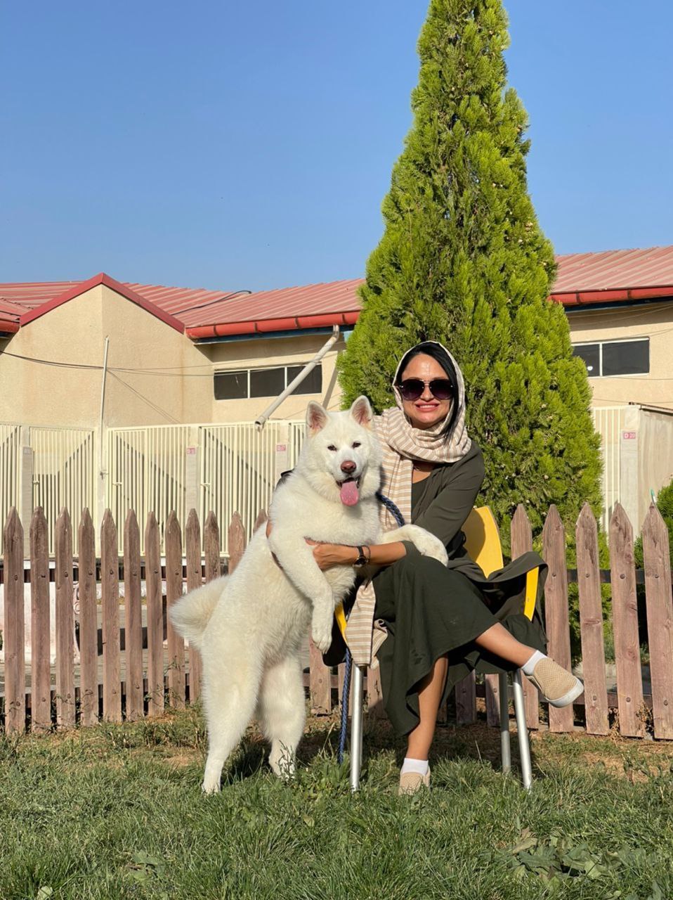 مولد نژاد آکیتا یوکی